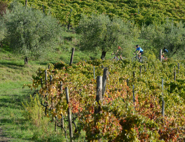Cycling-along-the-vineyeards-in-Piedmont